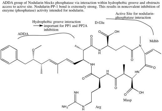 Emphasised on nodularin are the key sites for interaction with protein phosphatase, which leads to inhibition of the enzyme. Nodularin key sites.jpg