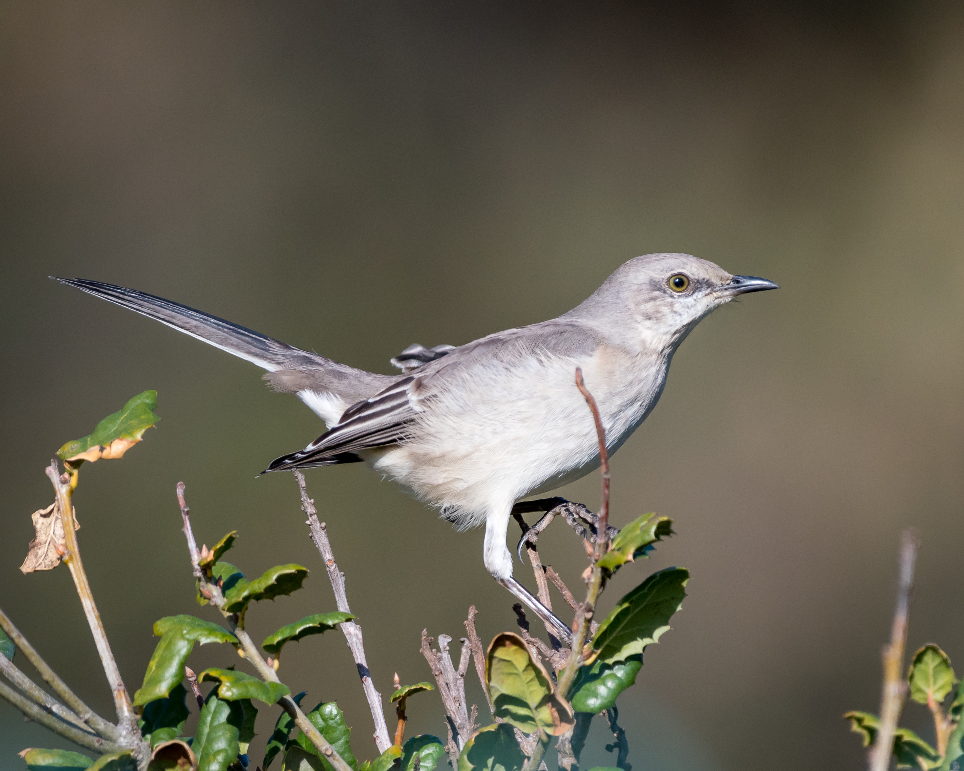 Northern Mockingbird gif. Mockingbird.