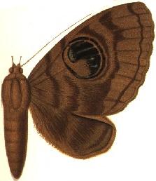 <i>Erebus nyctaculis</i> Species of moth