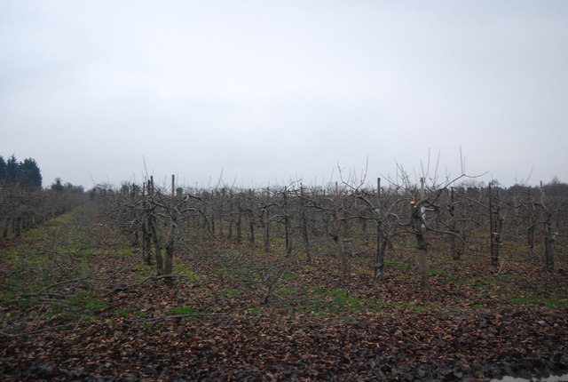 File:Orchard, Mill Lane - geograph.org.uk - 3529435.jpg