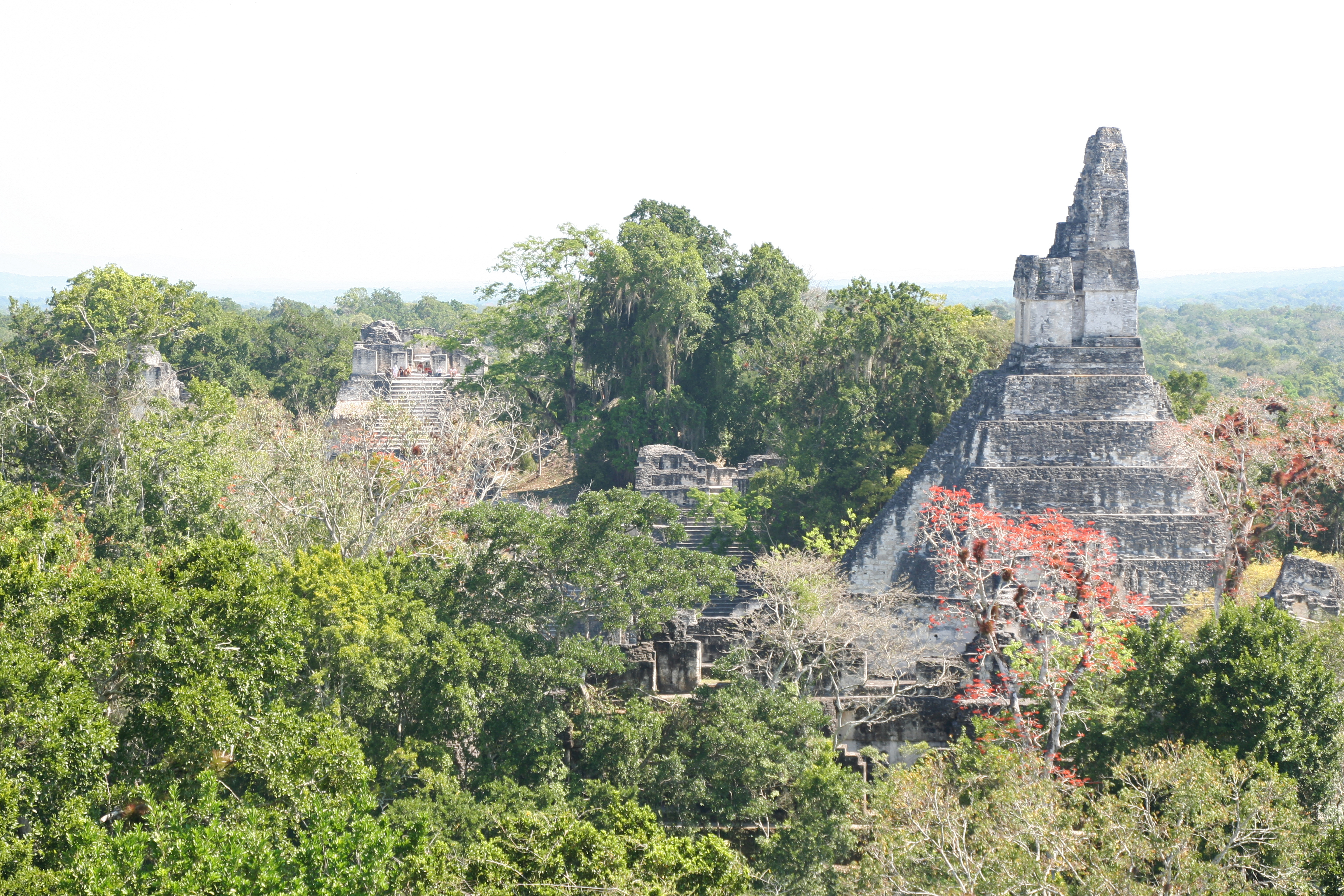 Храмы правителей. Сорт Tikal.