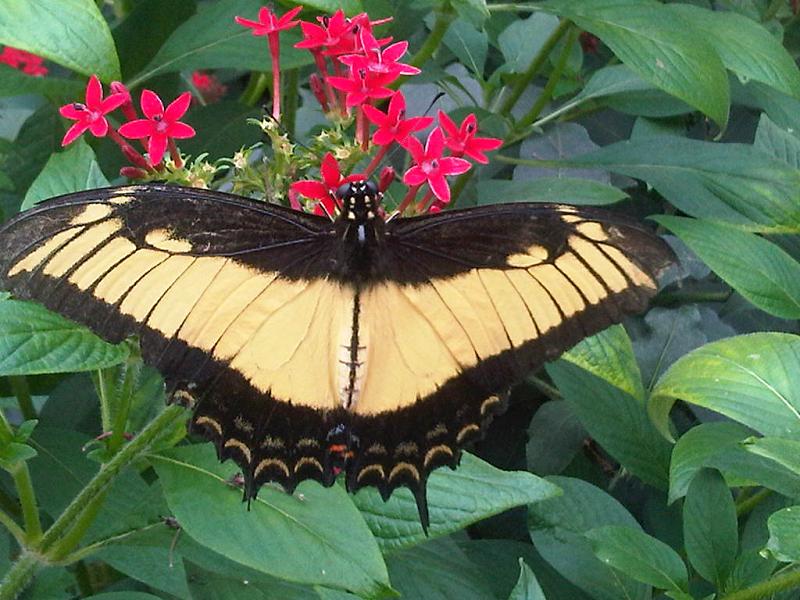 File:Papilio androgeus3.jpg