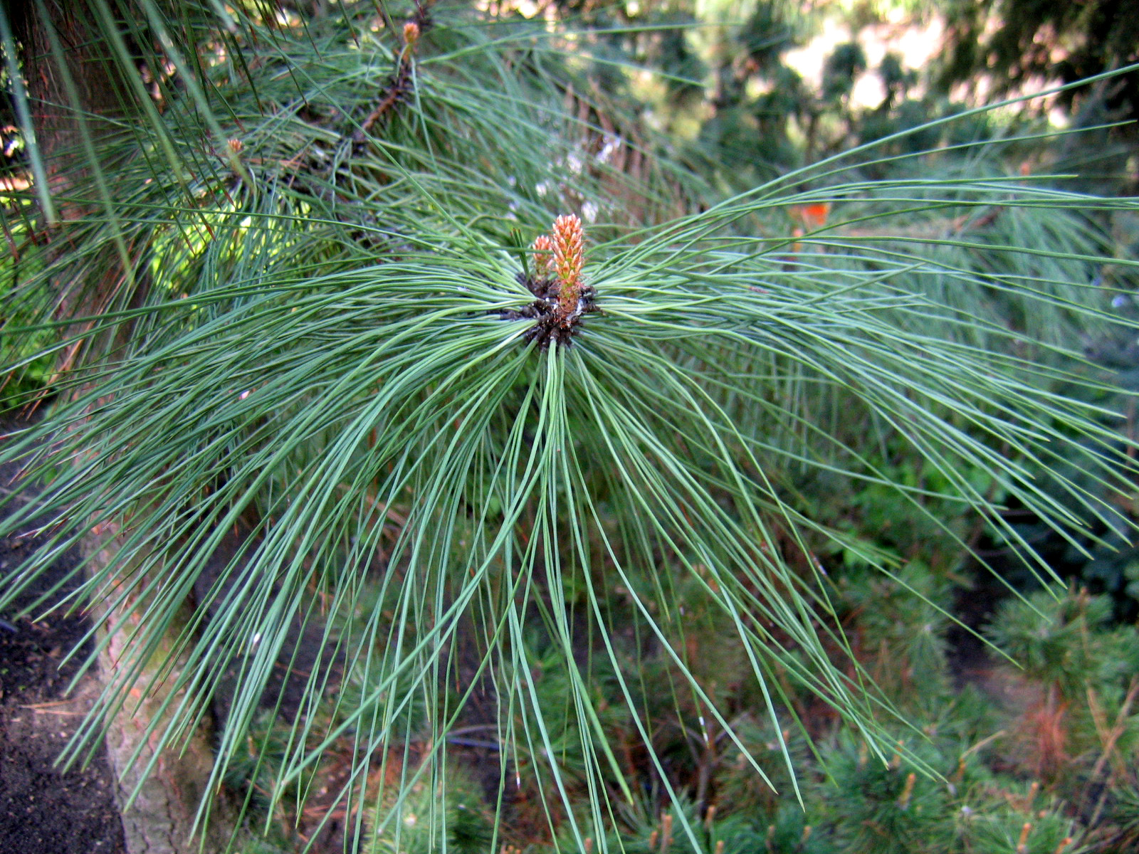 Хвойная 5. Pinus Ponderosa. Pinus Ponderosa 'Agnieszka'. Pinus Ponderosa БРЭ. Pinus Ponderosa Margaret.