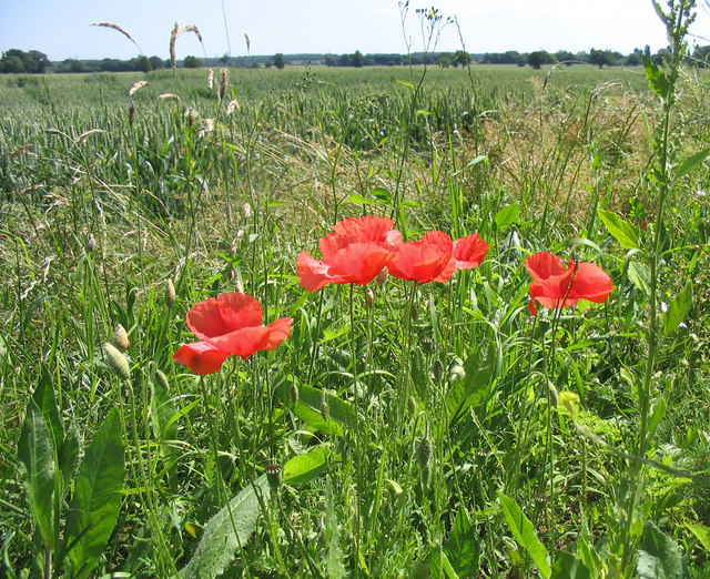 File:Poppies lining a wheatfield - geograph.org.uk - 192856.jpg