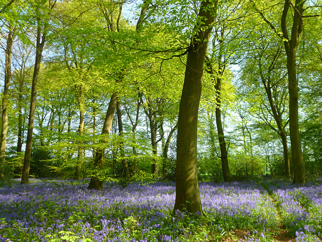 Portobello Wood, Aldworth - geograph.org.uk - 2679841