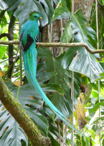 Exploring the Biodiversity of Boquete