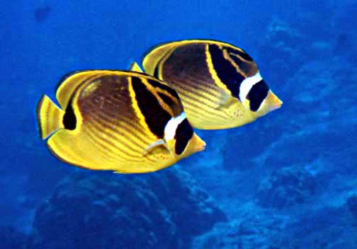 File:Raccoon butterflyfish.jpg