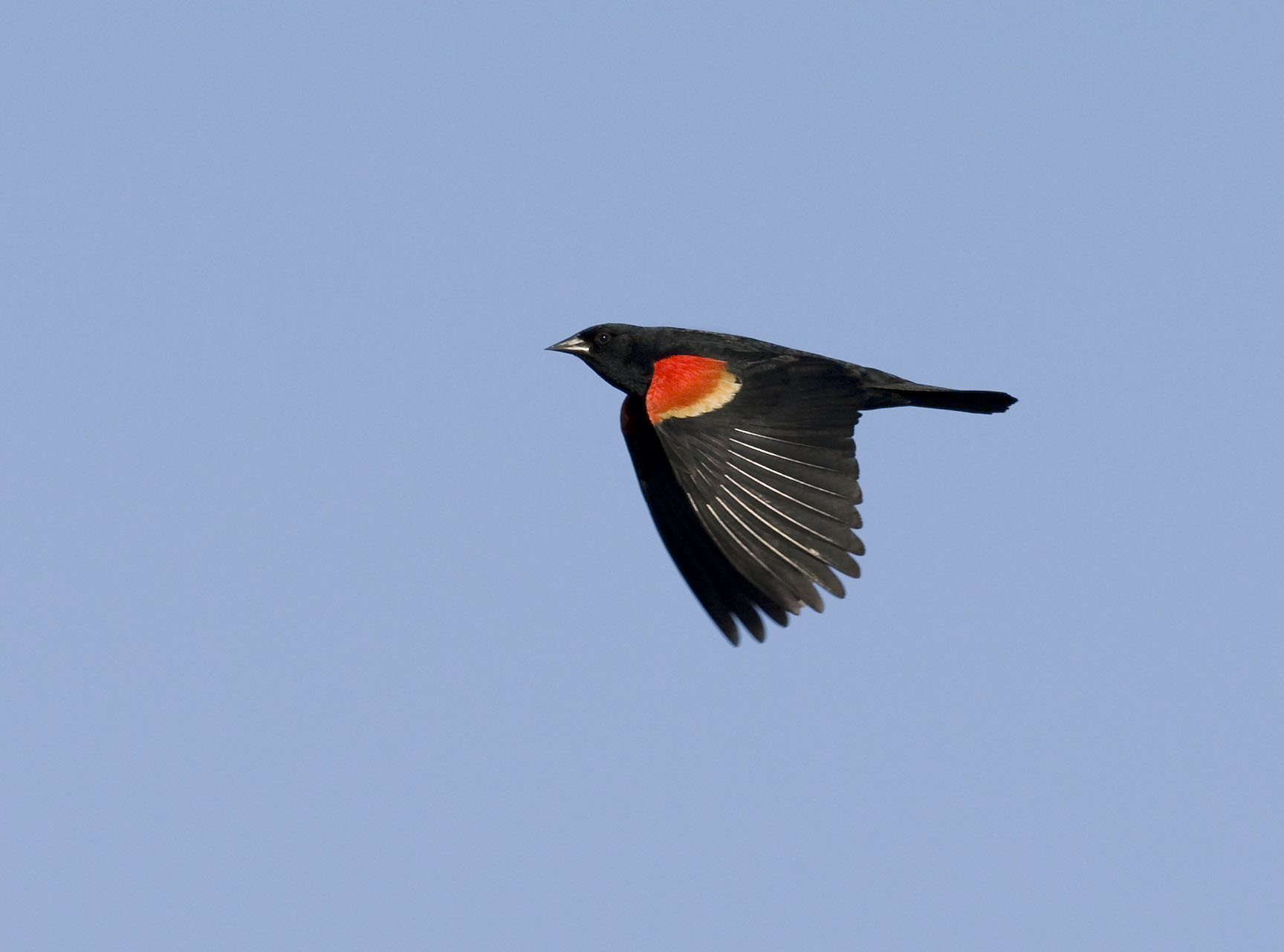 File:Red-winged Blackbird in Flight (8601173968).jpg - Wikimedia