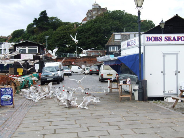 File:Seagulls at Folkestone Fishmarket - geograph.org.uk - 1412724.jpg