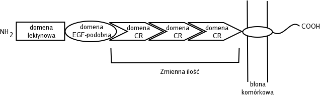 schemat budowy selektyny