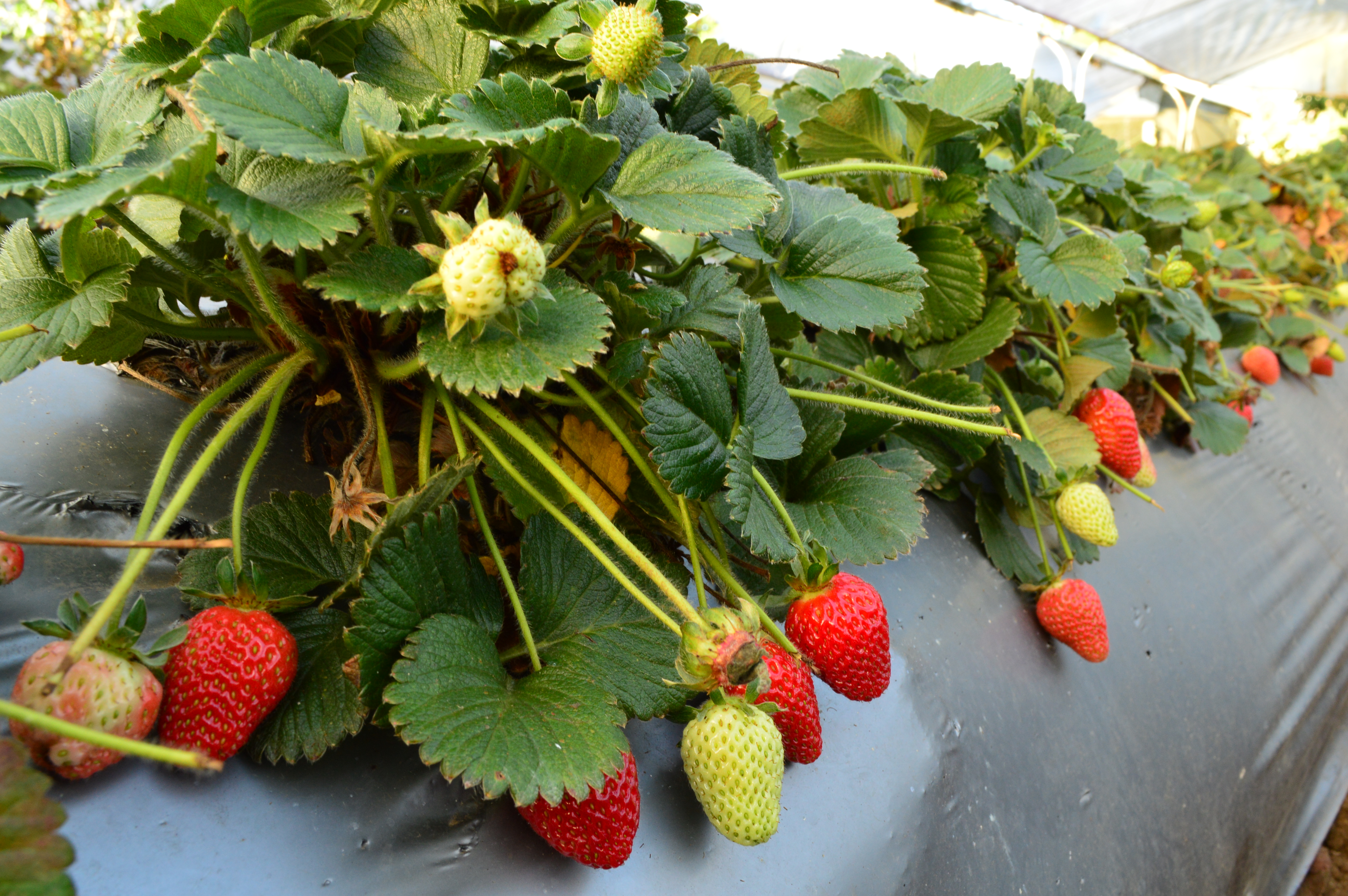 Gua Para El Cultivo De Fresa   Hydro Environment