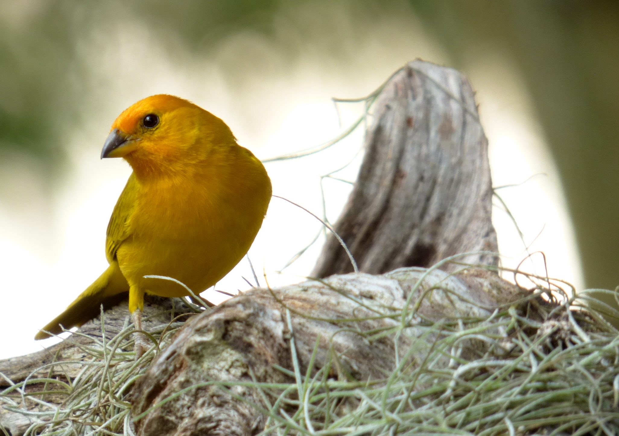 Canarios pajaros amarillos