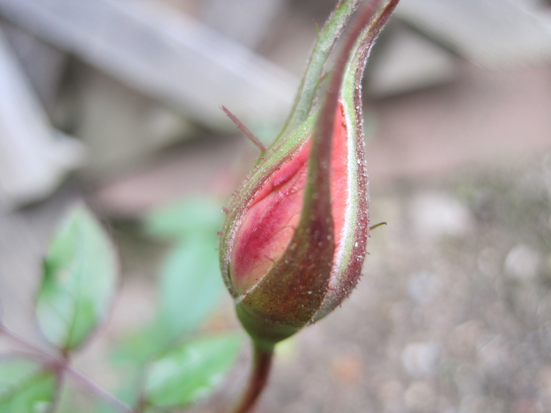 File:Rose bud.jpg - Wikimedia Commons