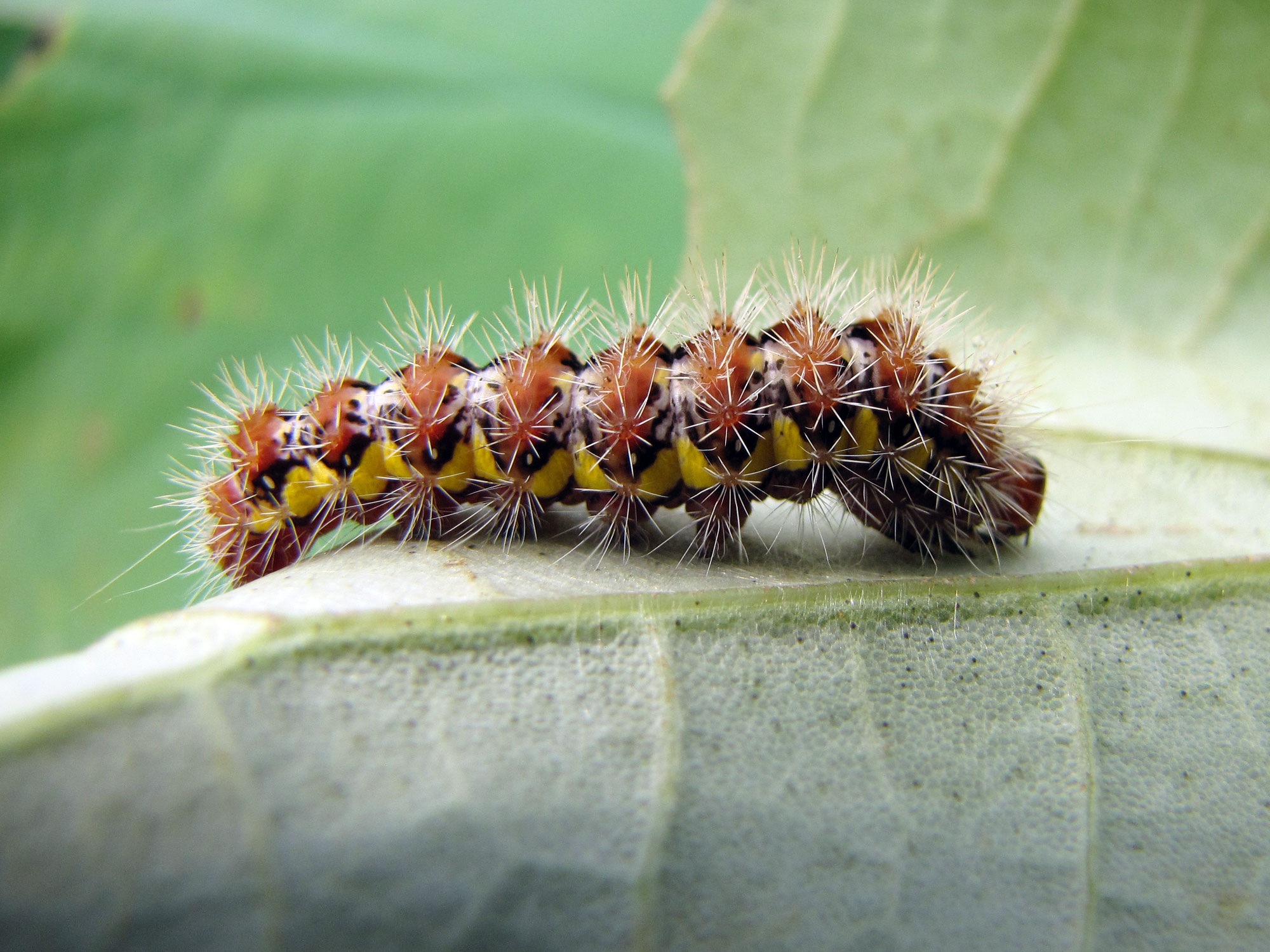 File Smeared Dagger Moth Caterpillar Flickr treegrow 2 .jpg