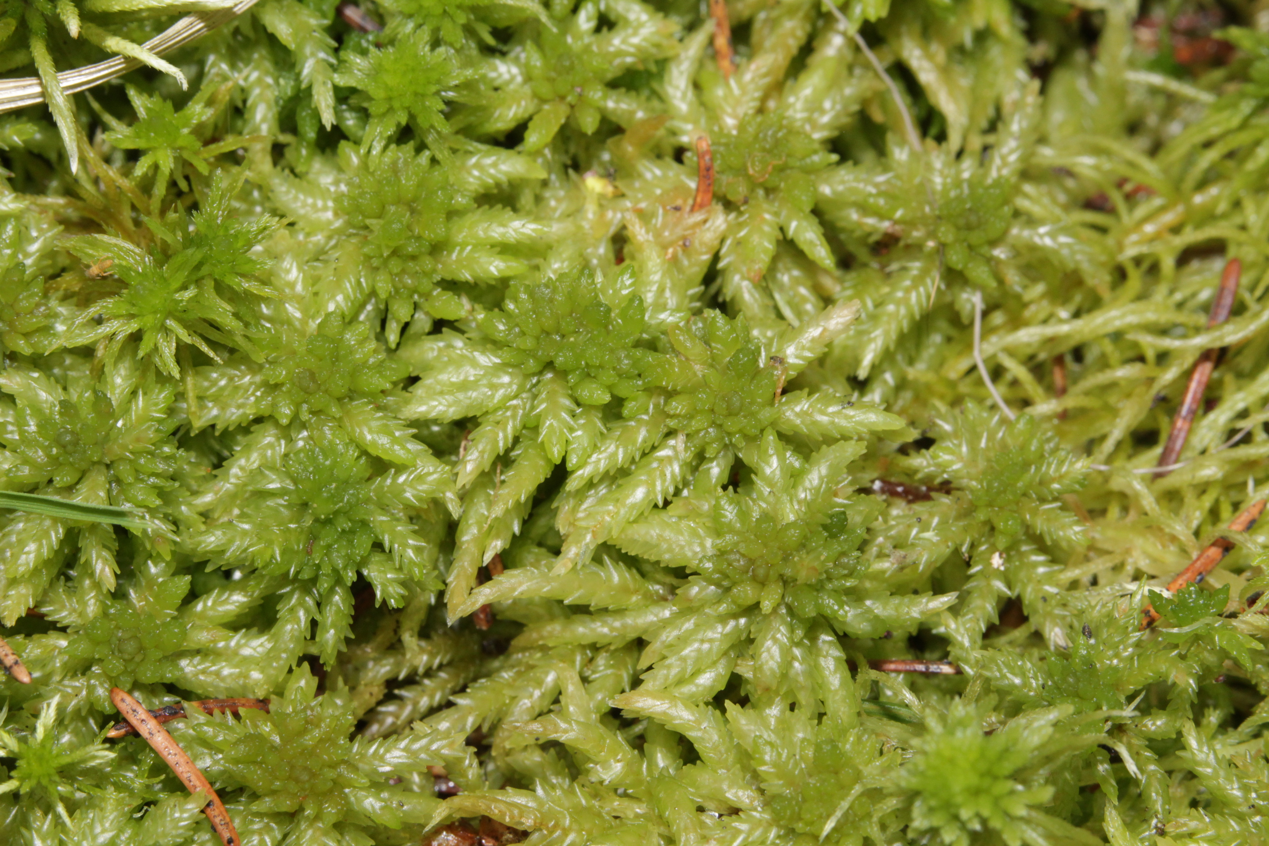 Sphagnum - Wikipedia