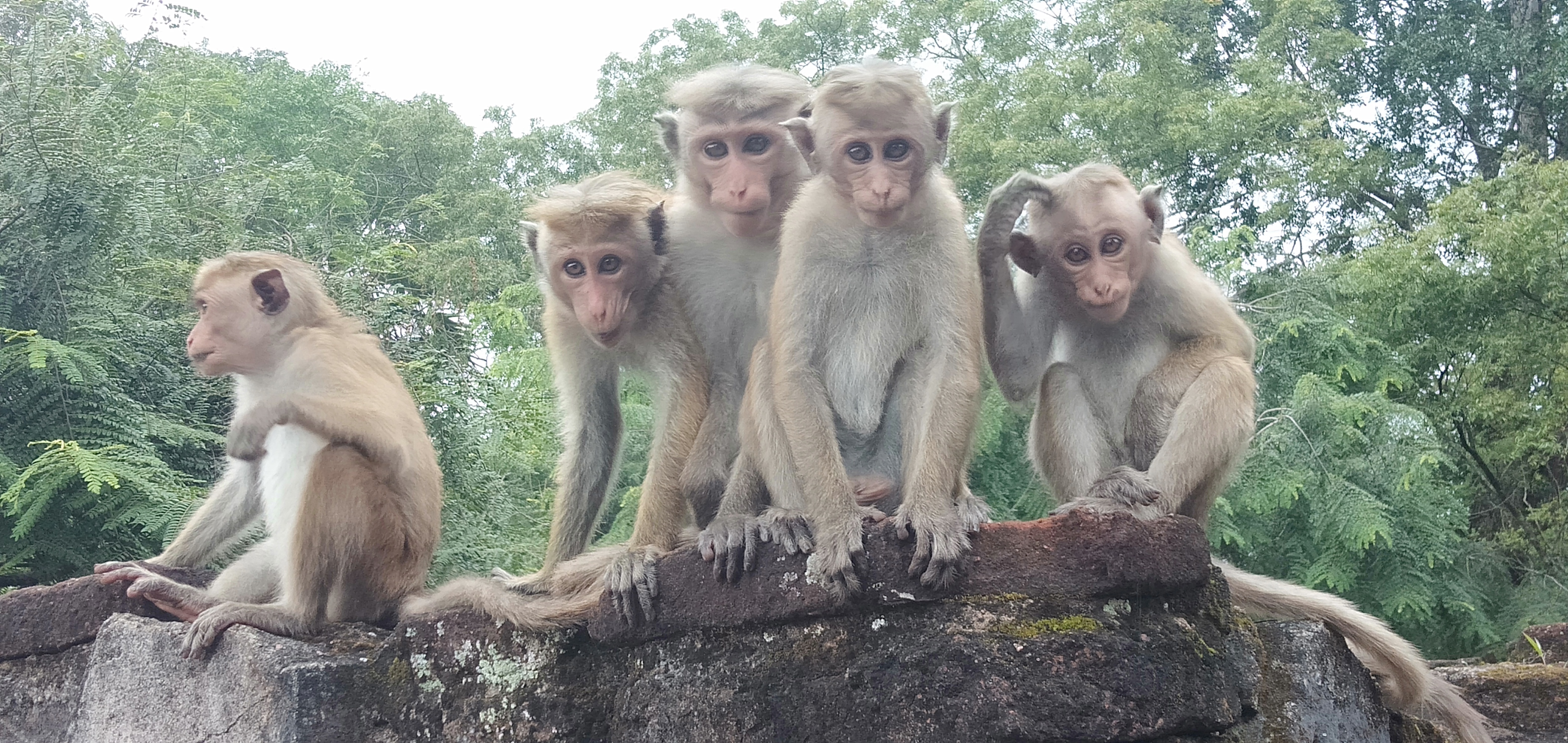 Sri lanka.jpg