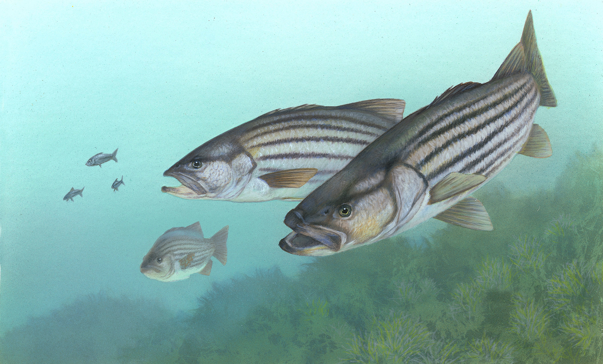 Striped bass fishing - Wikipedia