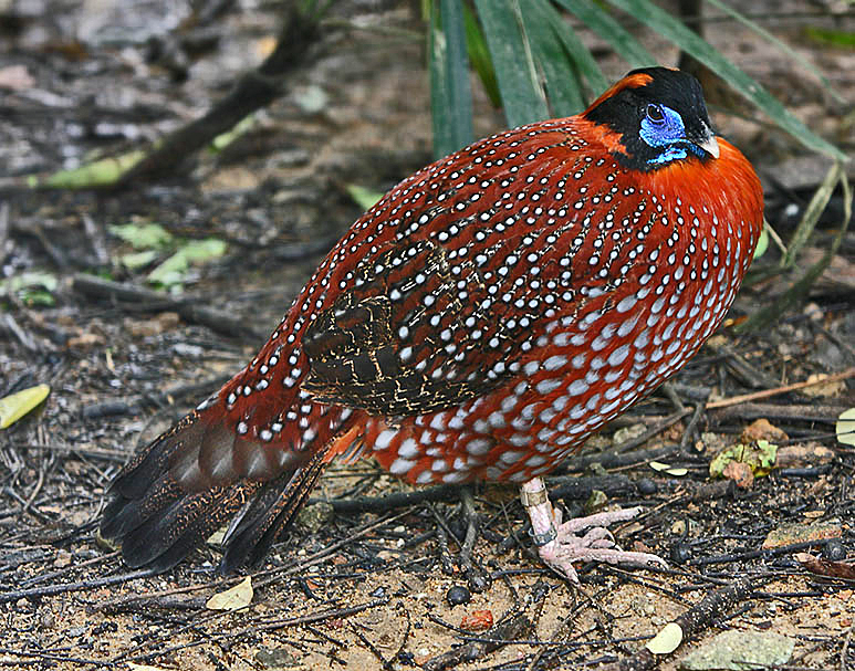 Did You Know? Temminck_Tragopan