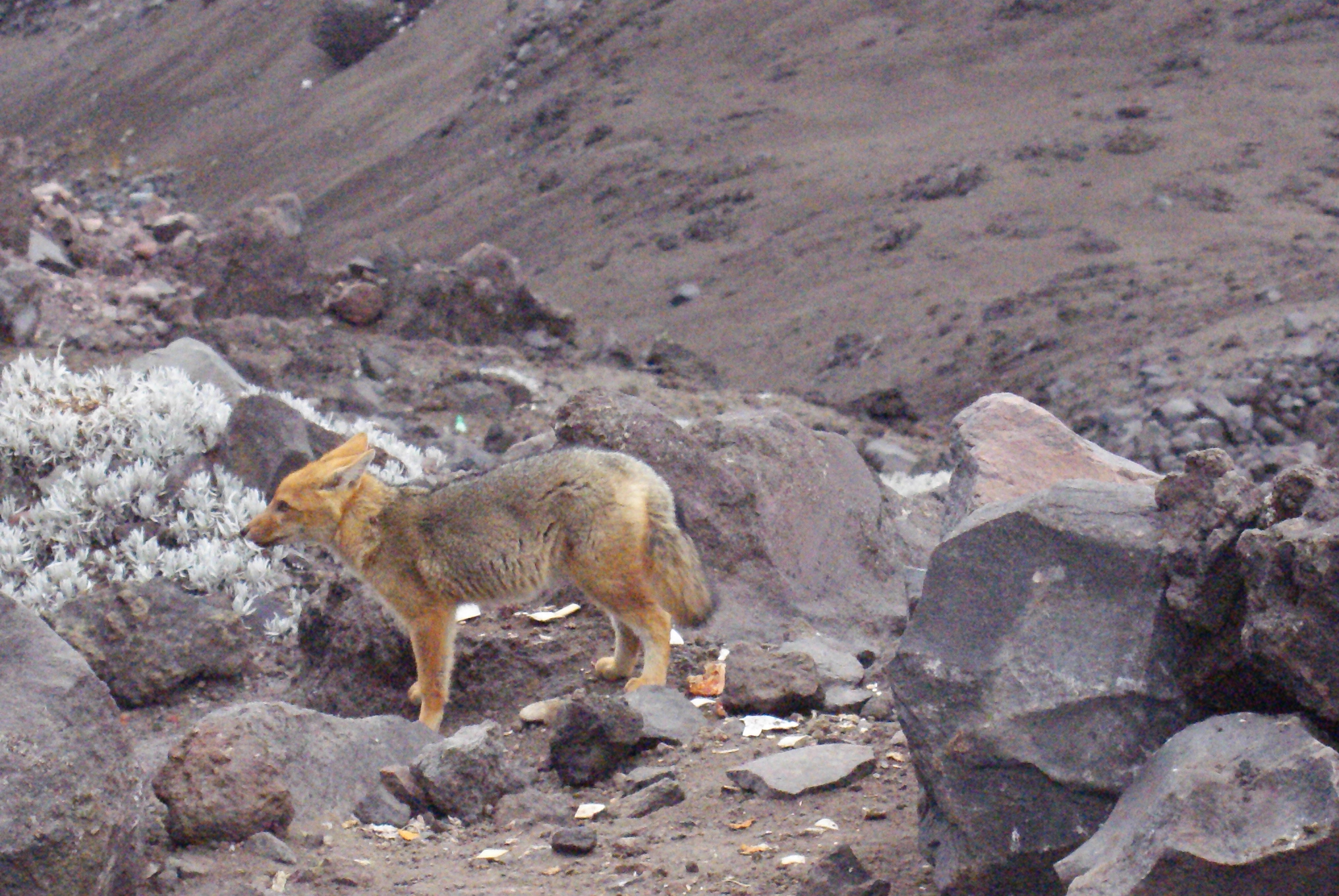 File:The Culpeo or Andean Fox (Lycalopex culpaeus) 14,000 ft up on Mt.  Cotopaxi, Ecuador (6011811567).jpg - Wikimedia Commons