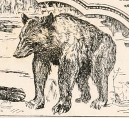 File:The second jungle book (1895) (Baloo).jpg