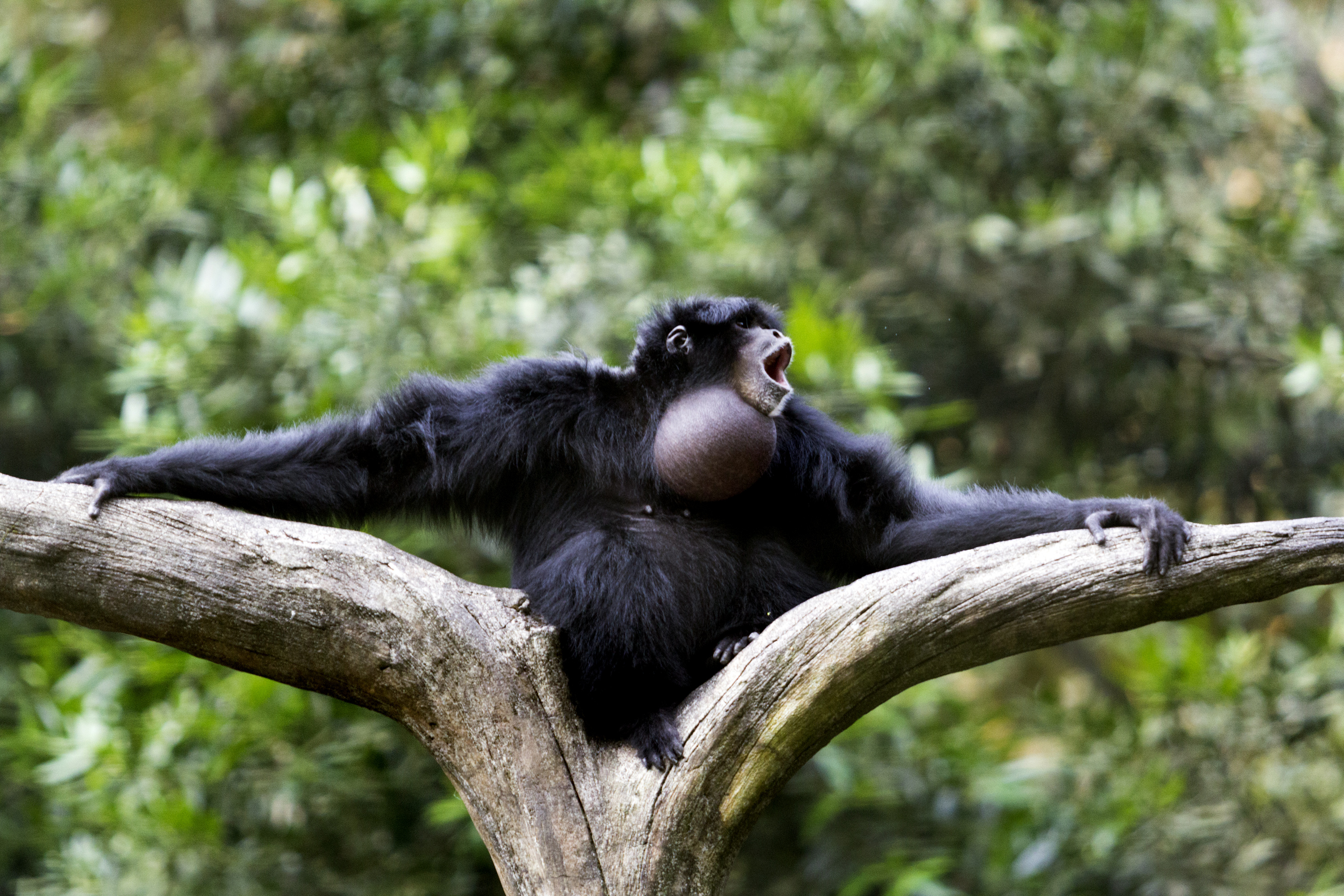 SIAMANG habitat