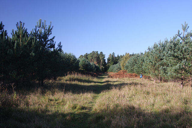 Track to Grime's Graves - geograph.org.uk - 1017452