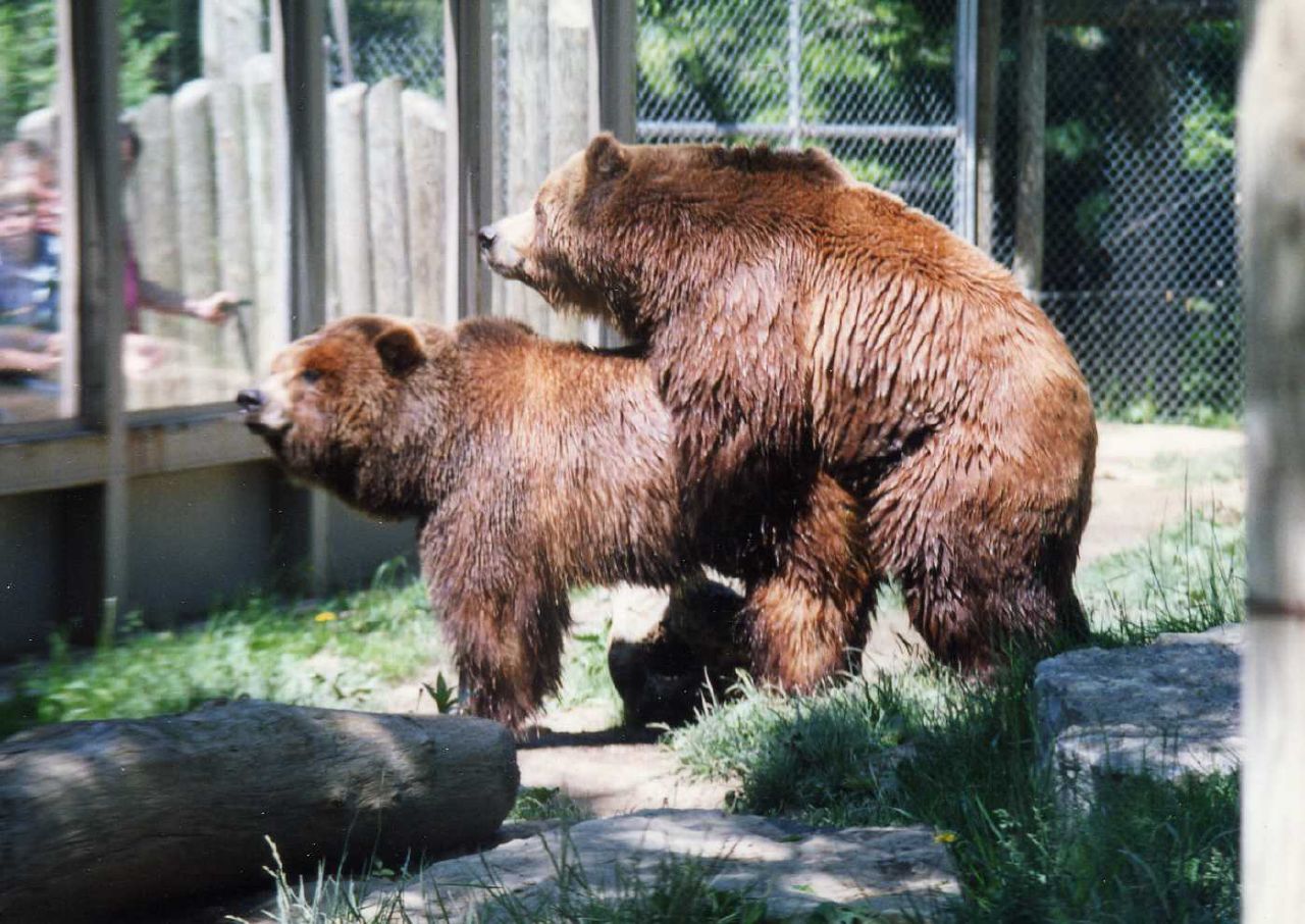 File:Ursus Arctos sex.jpg - Wikimedia Commons