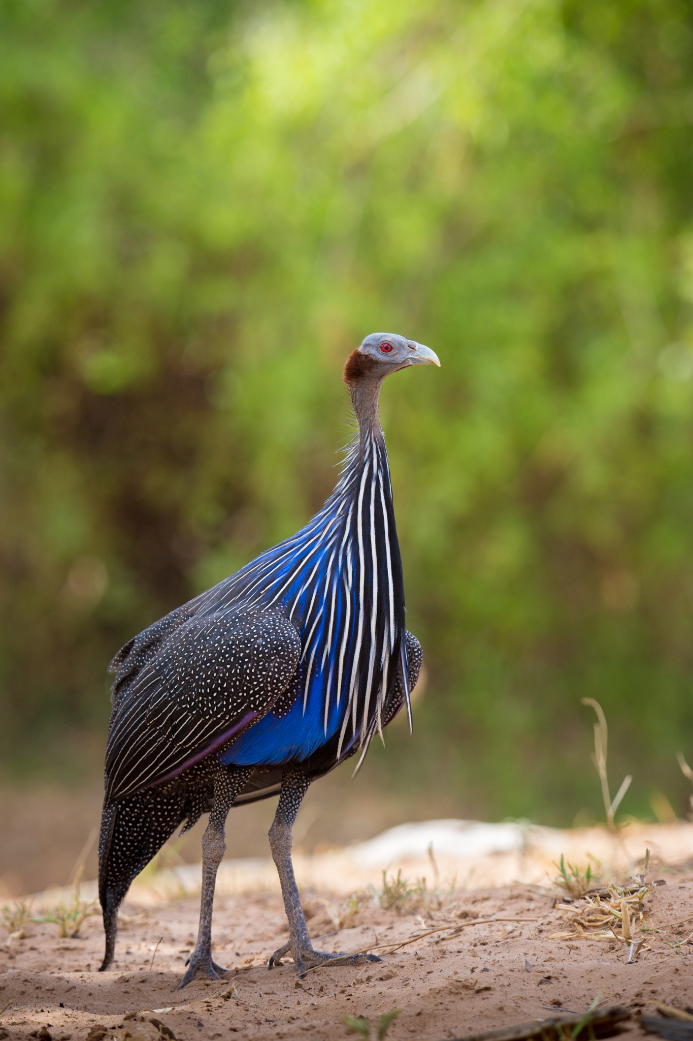 https://upload.wikimedia.org/wikipedia/commons/9/9f/Vulturine_Guineafowl_at_Samburu.jpg