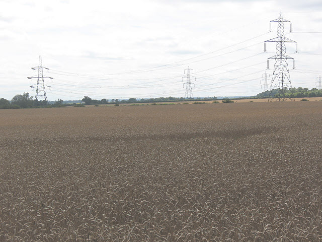 File:Wheatfield and electricity towers, Gilston - geograph.org.uk - 1445302.jpg