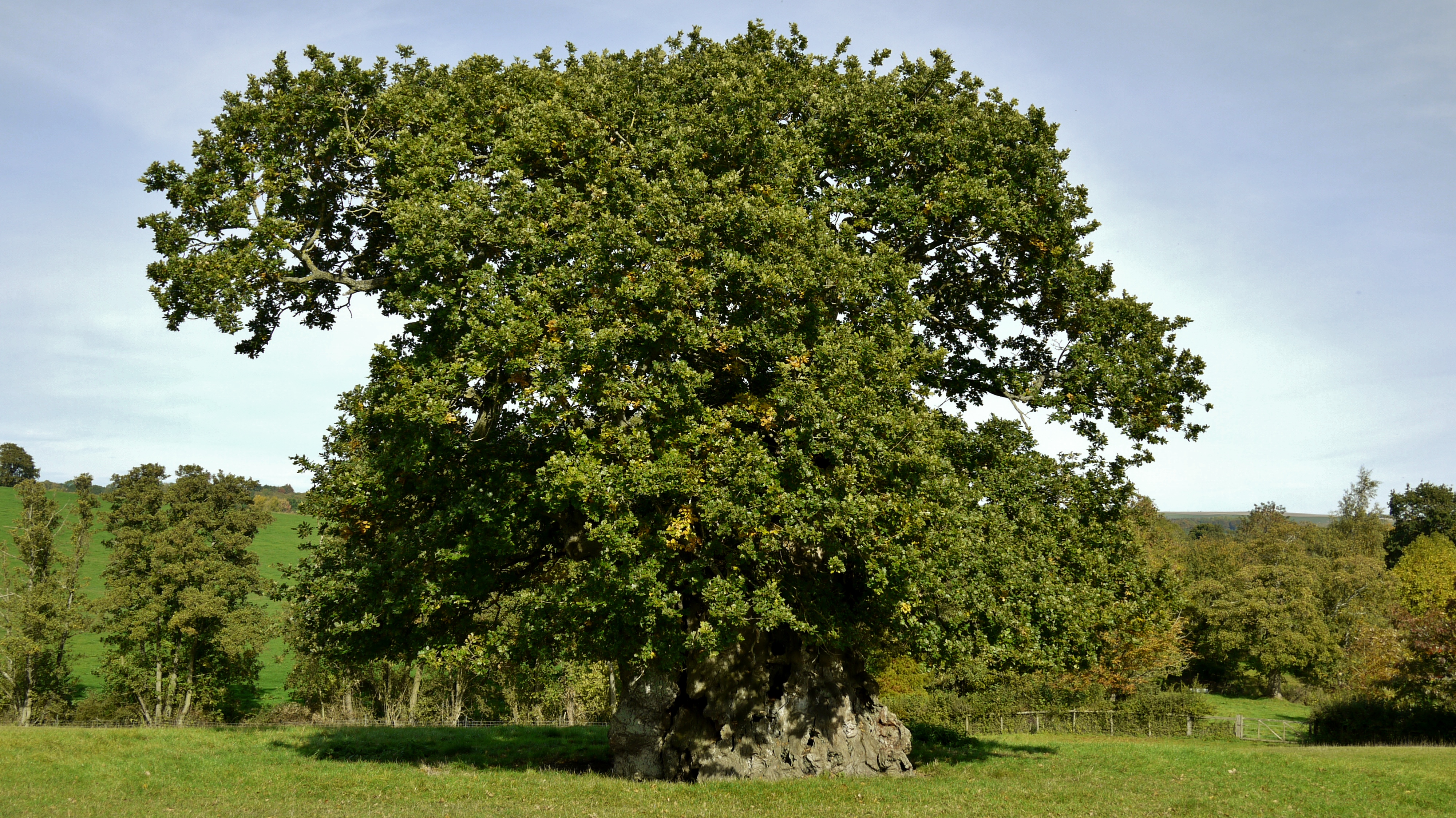 Wyndham's Oak