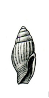 <i>Zafra seminulum</i> Species of gastropod