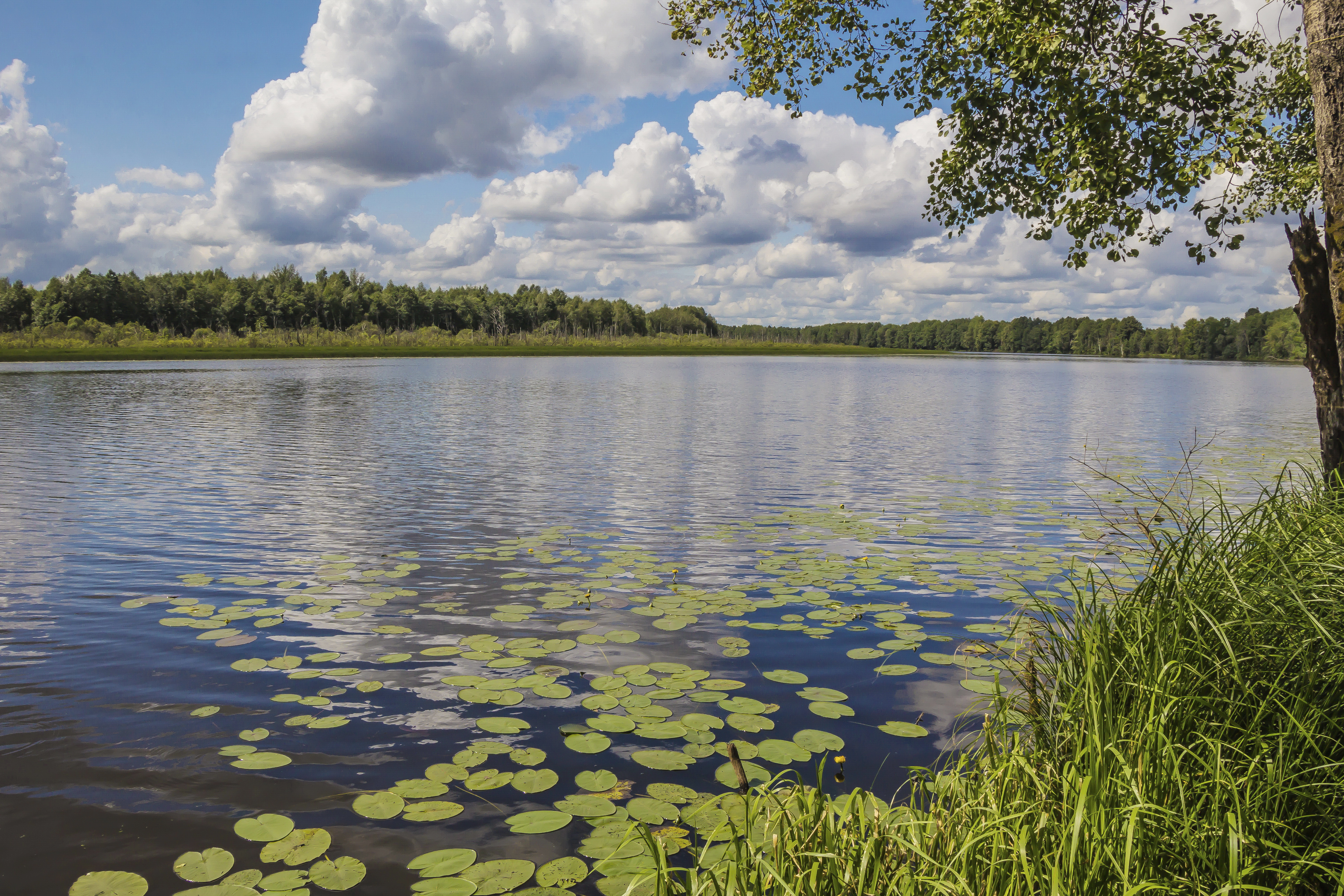 медвежье озеро москва