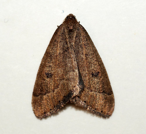 File:(1960) Early Moth (Theria primaria) (4331039414).jpg