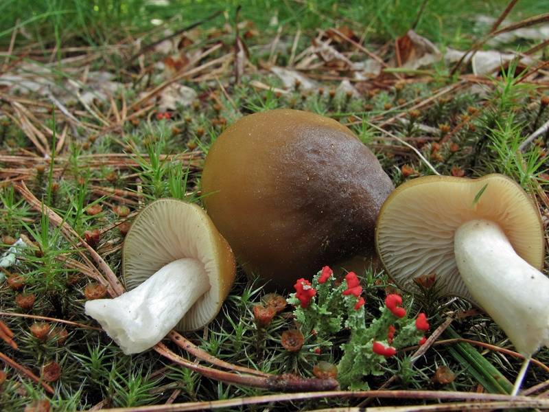 File:2011-05-30 Entoloma bicolor 2 68337.jpg