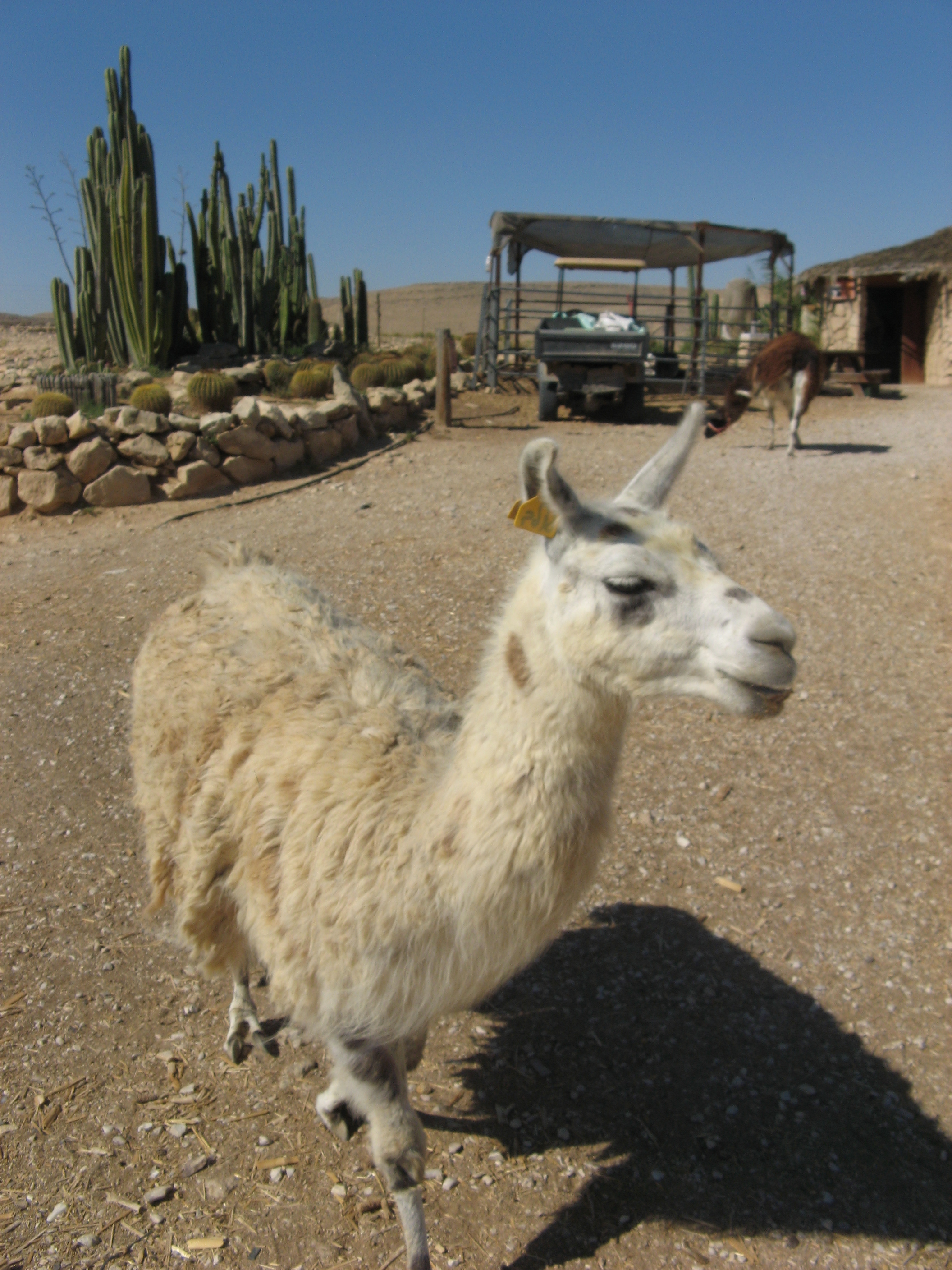 File:A Llama in the Alpacas farm near Mitzpe Ramon, Israel.jpg - Wikimedia Commons