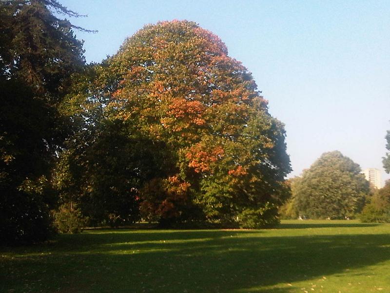 File:Aesculus hippocastanum - Kew Gardens 11.jpg