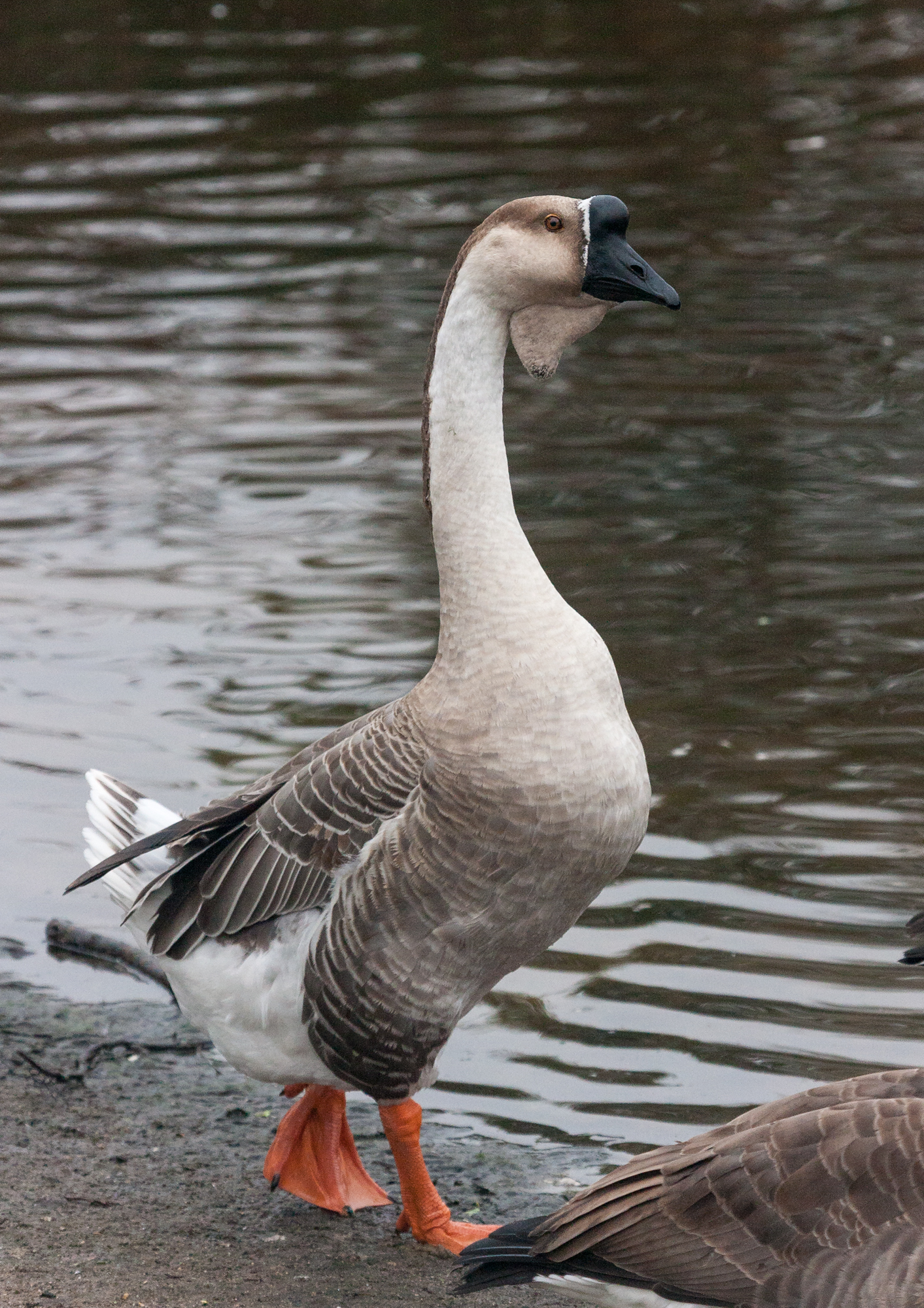 African goose - Wikipedia.