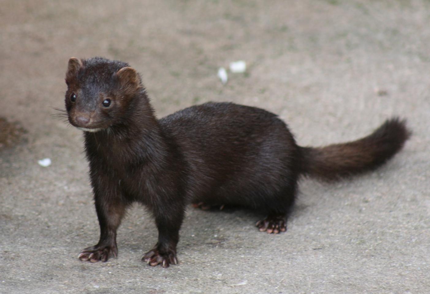 AMERICAN RANCH DARK  MINK