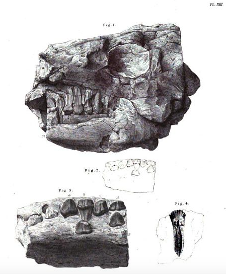 Stegosaurus - Wikipedia, la enciclopedia libre