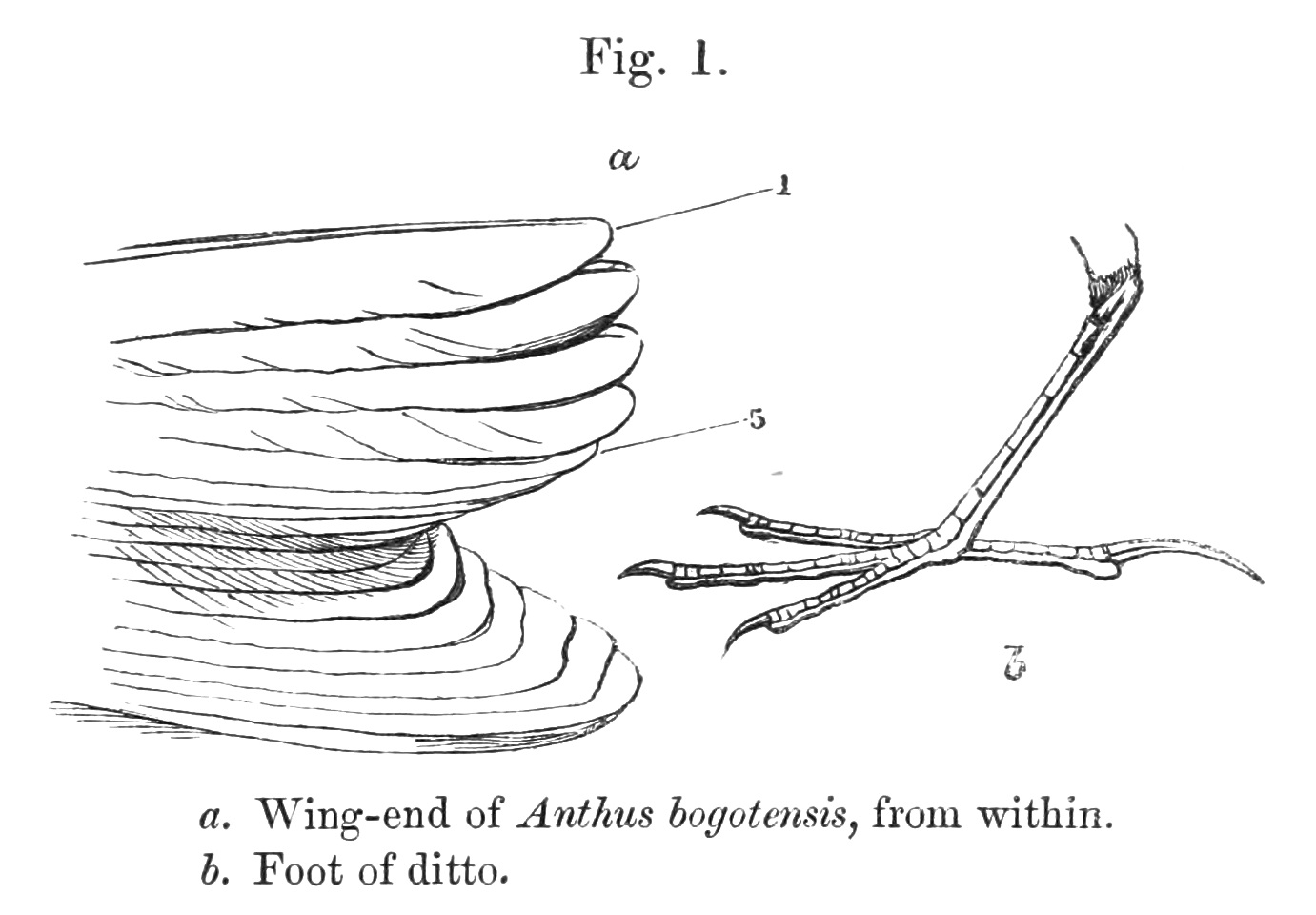 Resultado de imagen para Anthus bogotensis