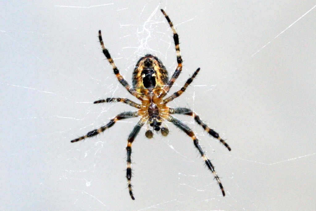 poisonous spiders black and yellow