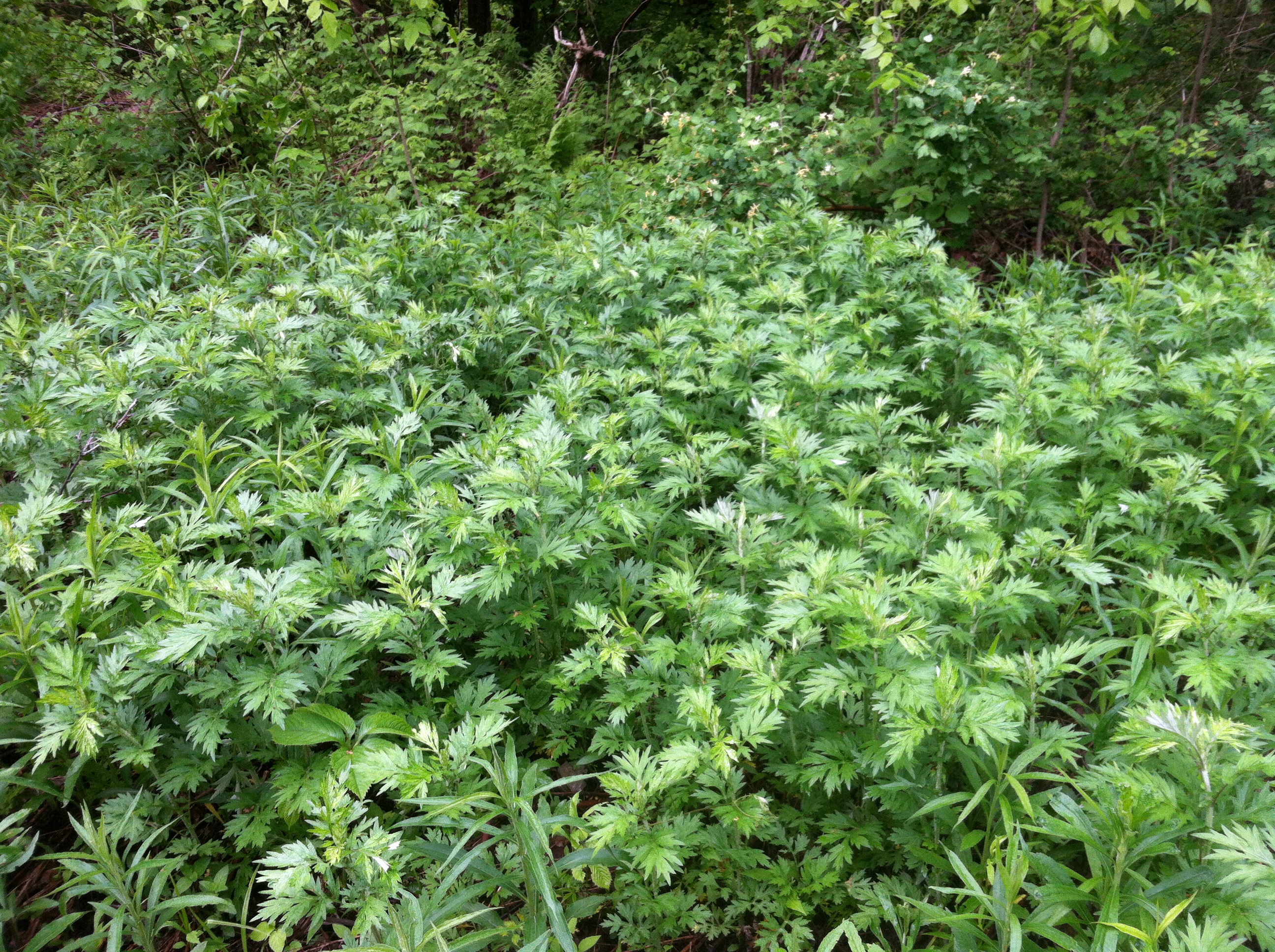 An image of mugwort, often used with wine and witchcraft to protect against sorcery.