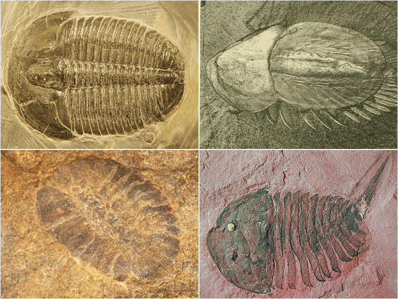 File:Artiopoda collage 2x2.png