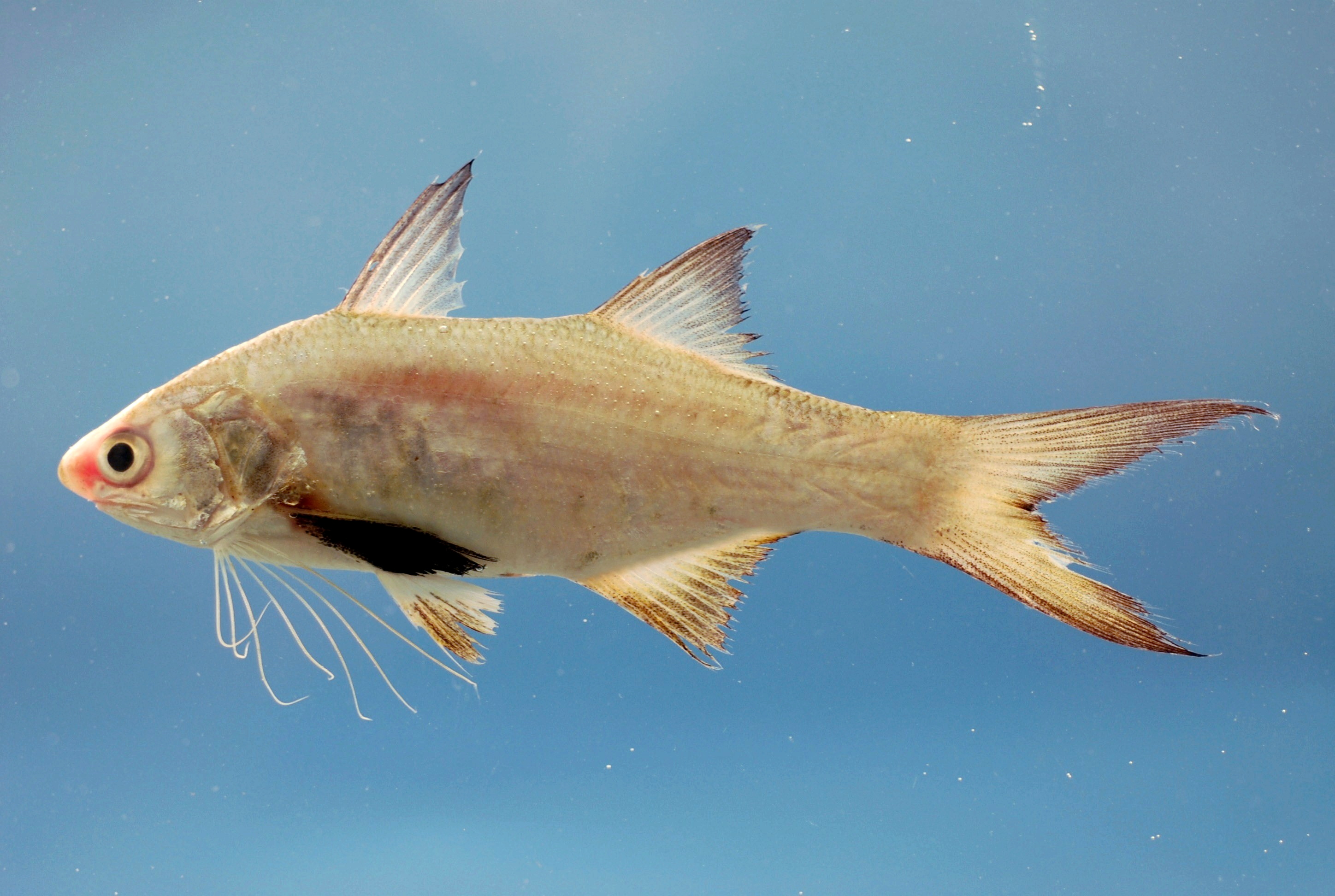 Ada berapa jenis ikan di laut