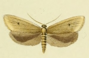 <i>Avaria</i> (moth) Genus of tortrix moths