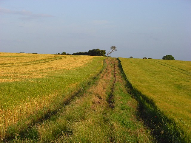 File:Barley, Aldworth - geograph.org.uk - 477135.jpg