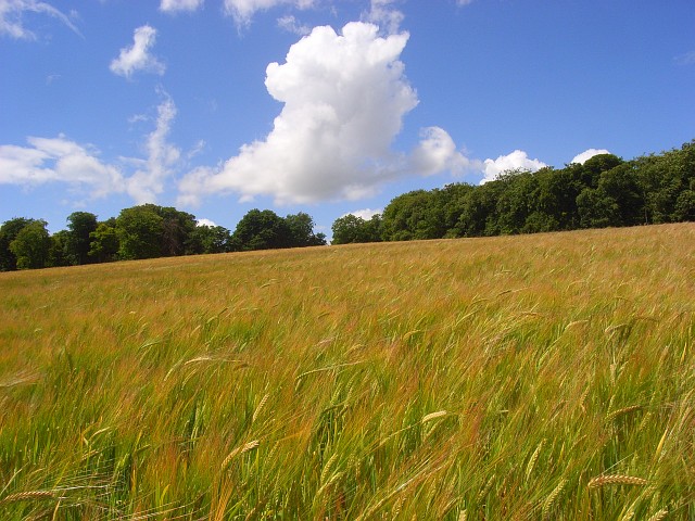 File:Barley, Stokenchurch - geograph.org.uk - 883766.jpg