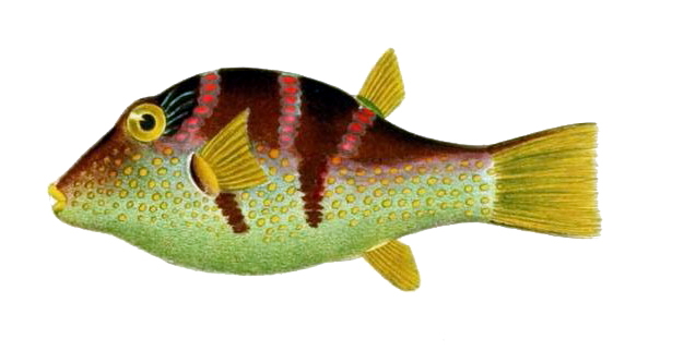 File:Canthigaster valentini1.jpg