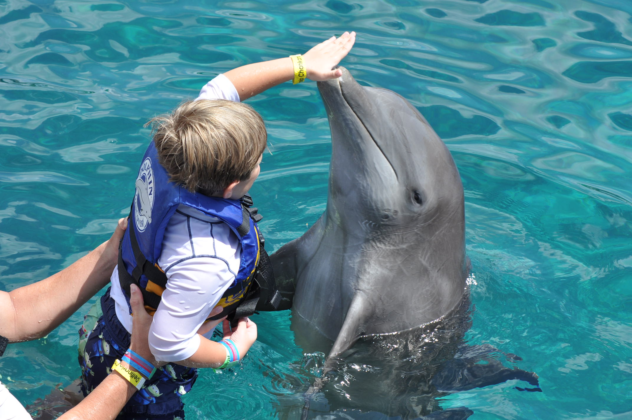 The dolphin are playing. Дельфинотерапия. Дети дельфинов. Плавать с дельфинами. Человек Дельфин.