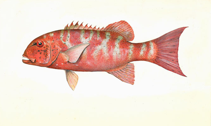 File:Chinaman Fish (Adult), colour. Lutjanus nemataphorus (Bleeker). Marshall's "Tropical Fishes of the Great Barrier Reef" (1966) colour plate 18 No 195B.jpg